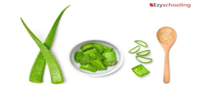 The goodness of Aloe Vera: Skin, Hair, and Weight- Loss